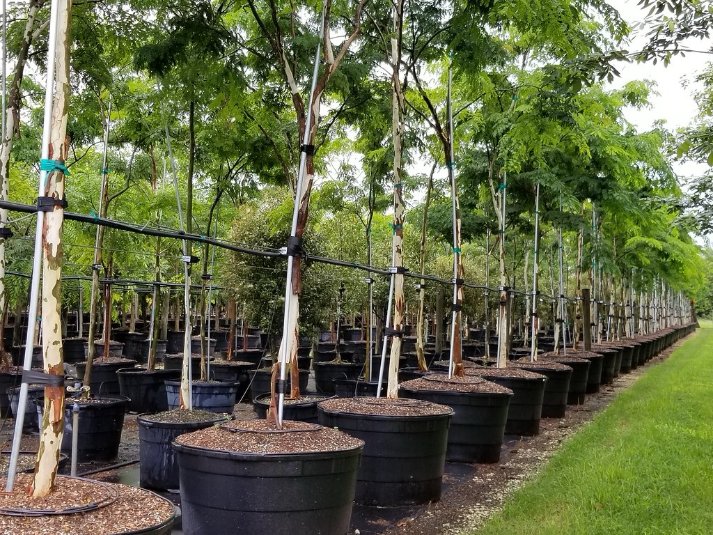 Earth Day’s Free Tree Giveaway Returns to League City