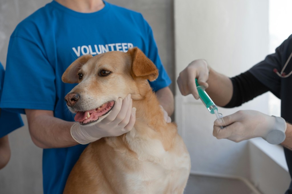 Bayou Animal Services Offering Free Pet Vaccines to Galveston County&nbsp;Residents