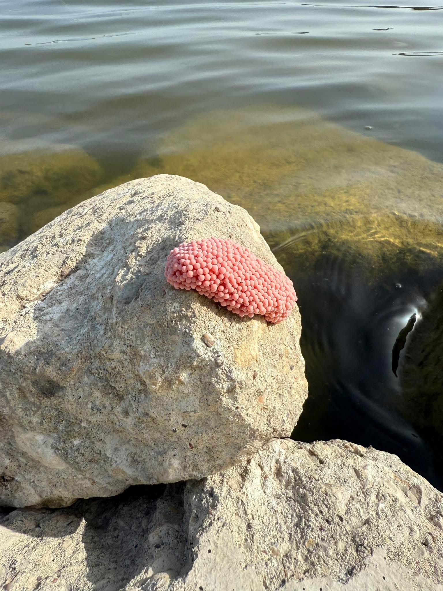 Apple Snail Eggs Rise in Texas; Here’s How to Handle Them