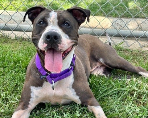 Adopted: Meet Pistachio!