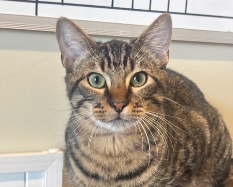 Adopted: Meet Chico!