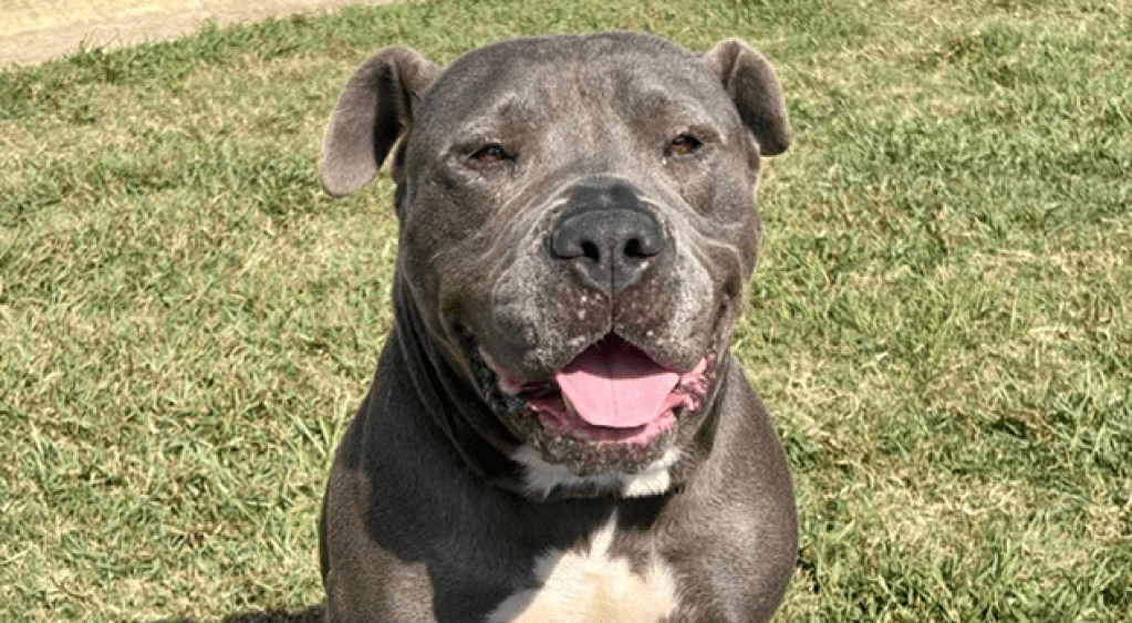 Adopted: Meet Sweetie!