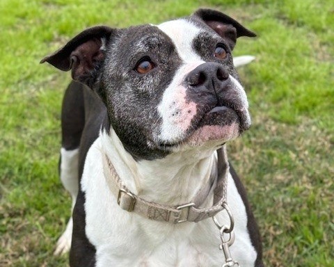 Adopted: Meet Marmalade!