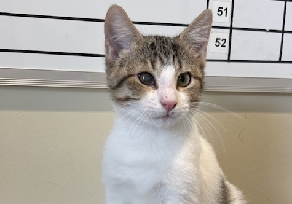 Adopted: Meet Oogie&nbsp;Boogie!