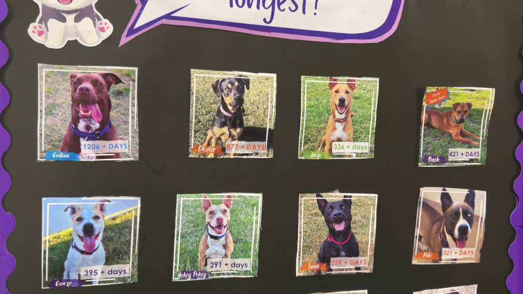 $10 Adoptions? League City Says Yes to “Empty the Shelter” this&nbsp;Month