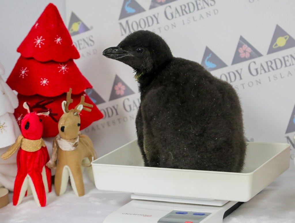 New Macaroni Penguin Chick Hatches at Moody&nbsp;Gardens