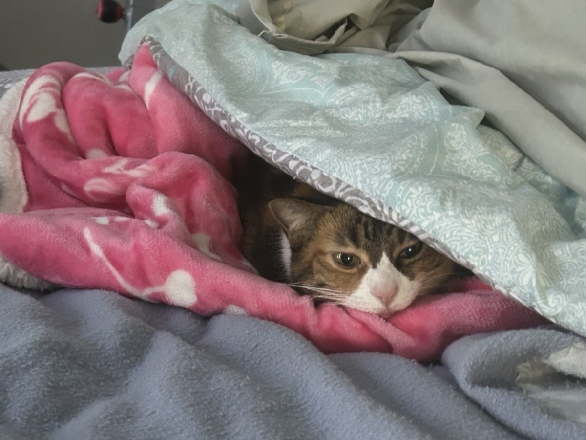 Pet of The Week: Gracie&nbsp;Sue!