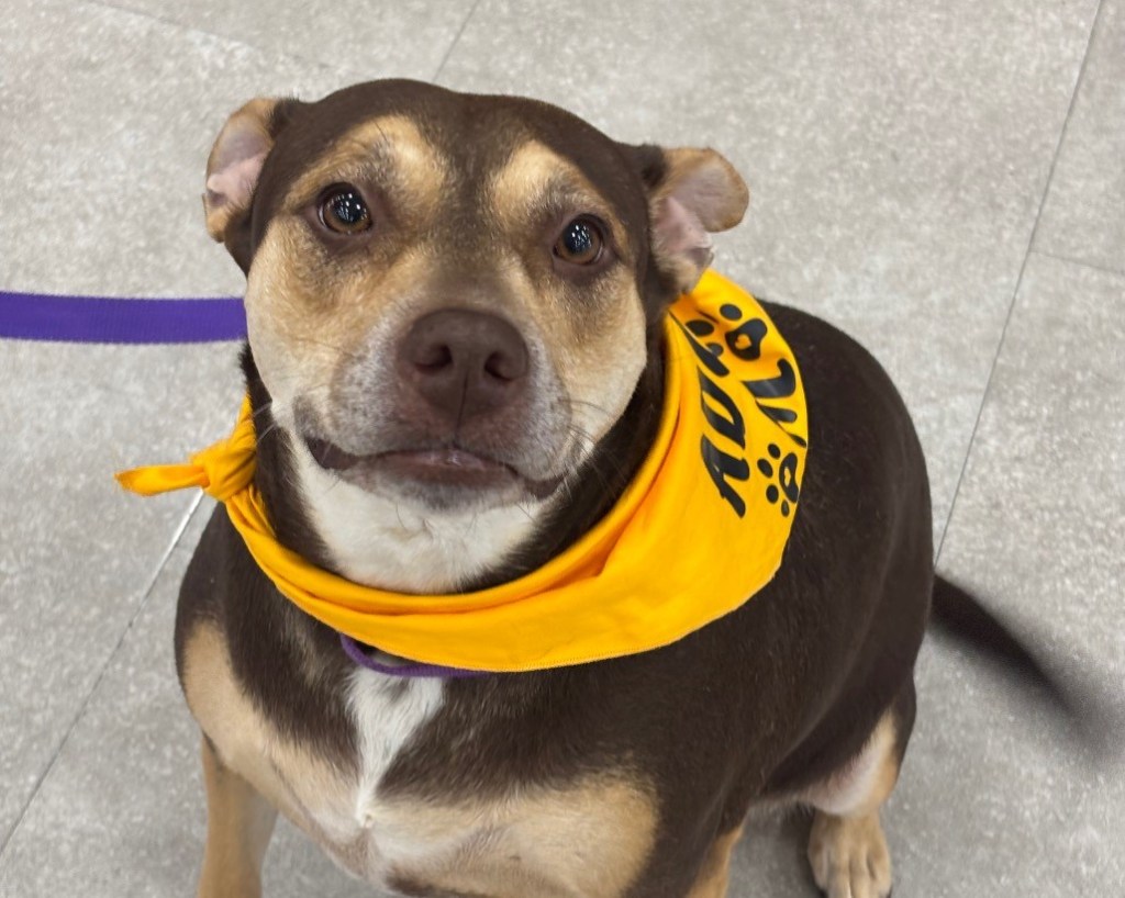 Pet of The Week: Meet&nbsp;Jade!