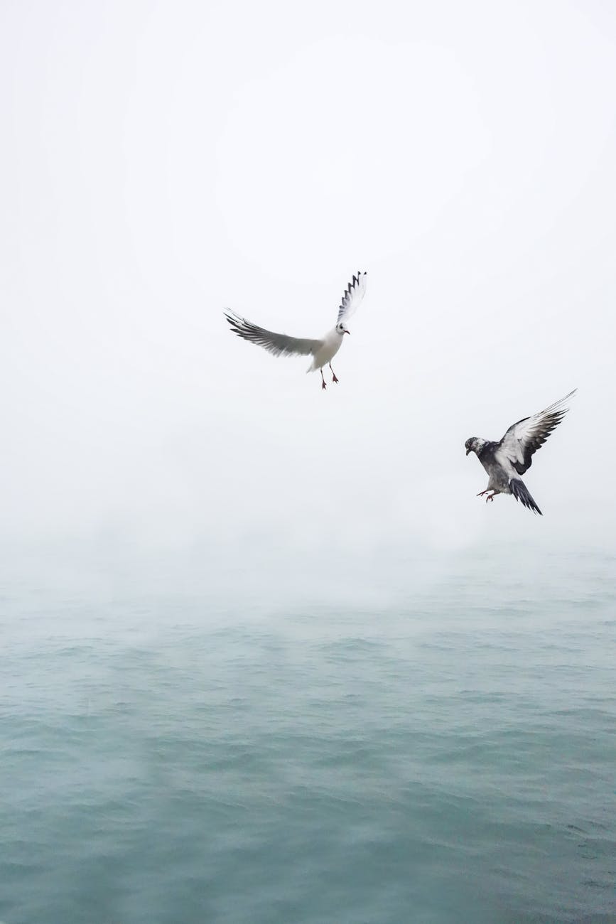 Avian Influenza Confirmed in Galveston County Birds; Health Officials Warn