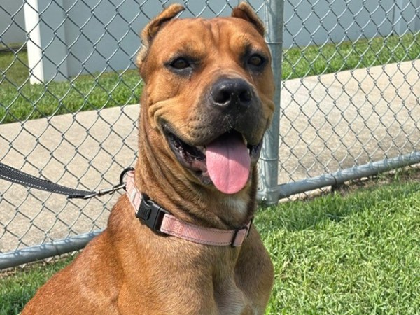 Pet of The Week: Meet&nbsp;Zira!