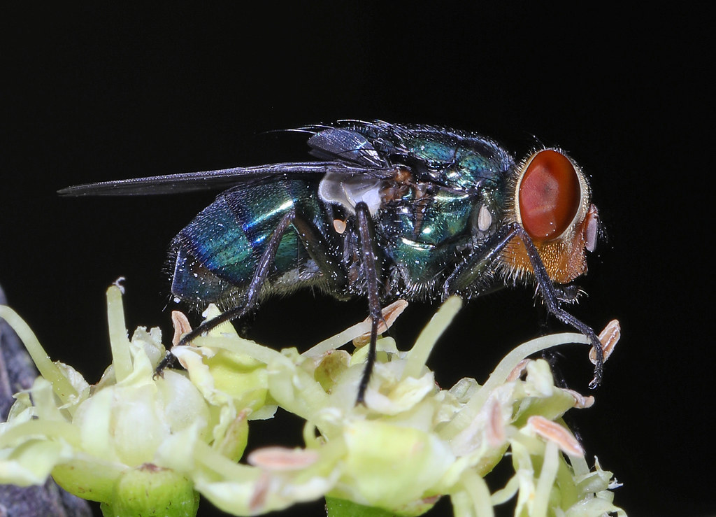 Understanding the New World Screwworm Fly