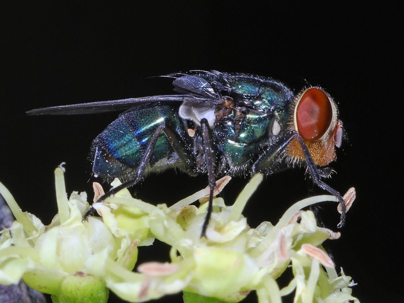 Understanding the New World Screwworm&nbsp;Fly
