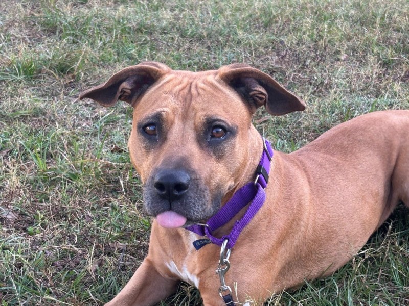 Pet of The Week: Meet&nbsp;Matilda!