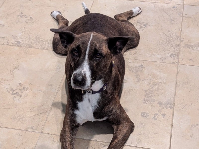 Pet of The Week: Meet&nbsp;Lola!