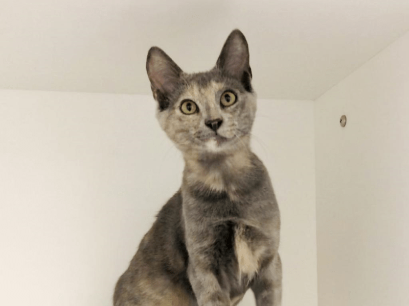 Pet of The Week: Meet Georgiana&nbsp;Darcy!