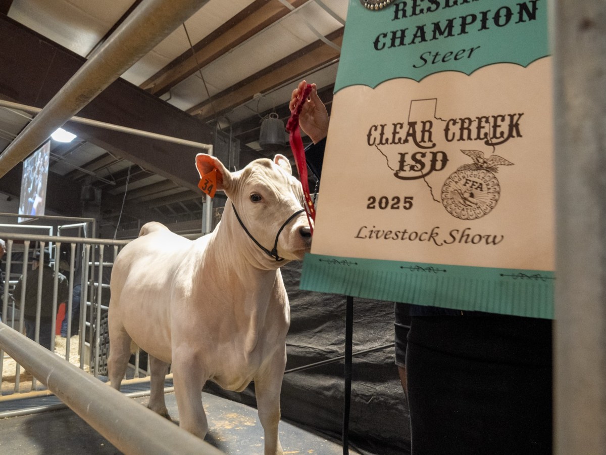 Clear Creek ISD to Host 44th Annual Livestock Show and Auction in League&nbsp;City