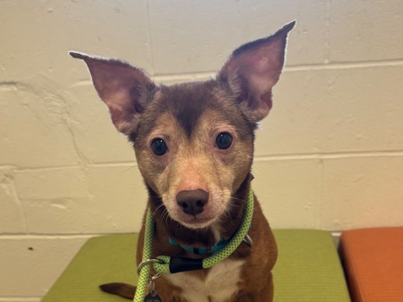 Pet of The Week: Meet&nbsp;Parmesan!