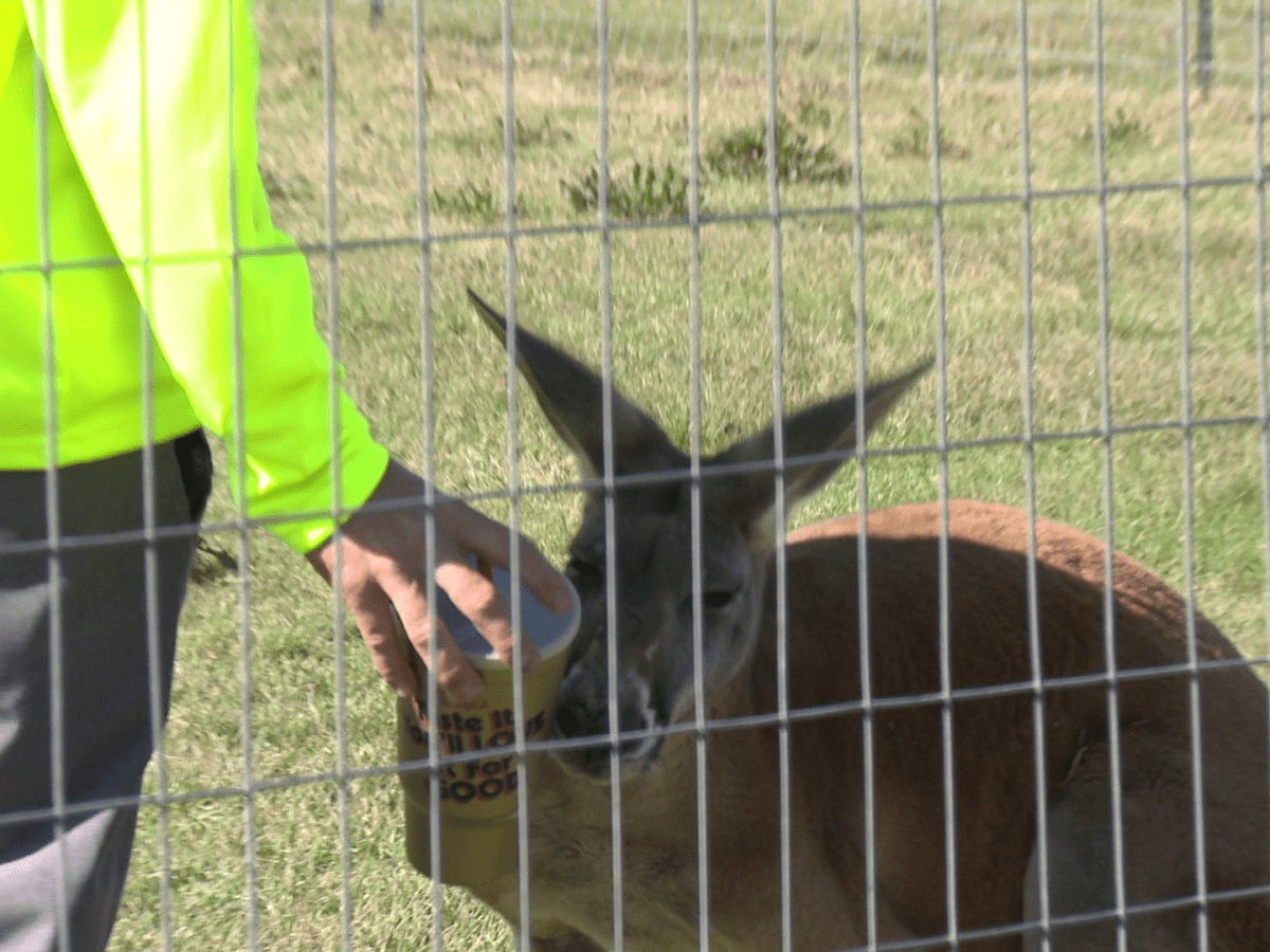 Golden Cup Lands Alvin Zoo Employee Free Chick-fil-A for a&nbsp;Year