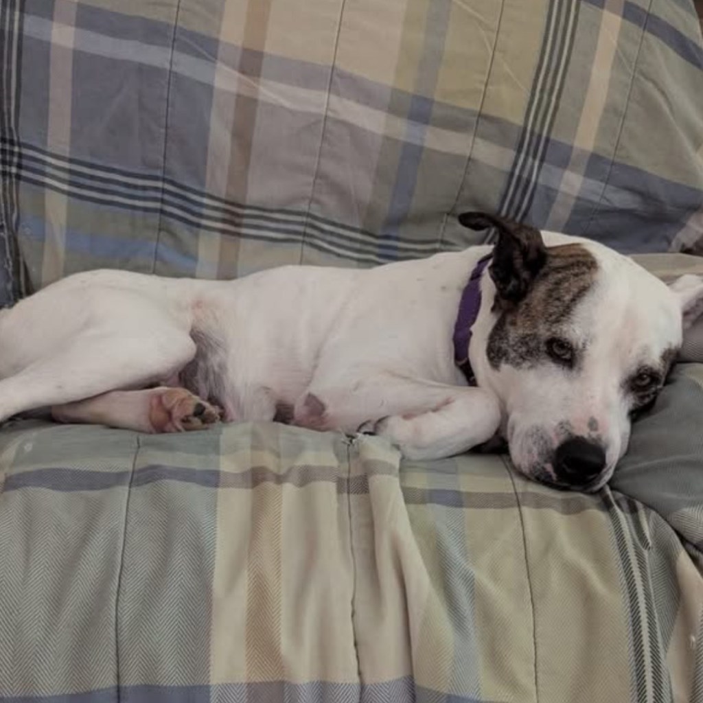 Pet of The Week: Meet&nbsp;Snow!