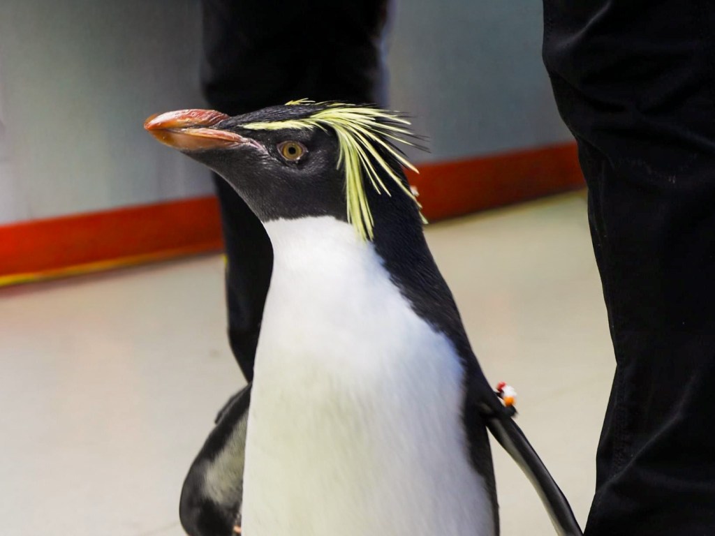 Moody Gardens Mourns the Loss of Beloved Rockhopper Penguin&nbsp;“Hendrix”
