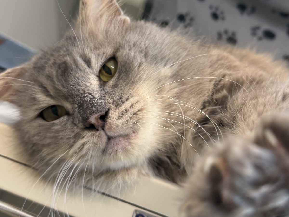 Pet of The Week: Meet&nbsp;Ernesto!