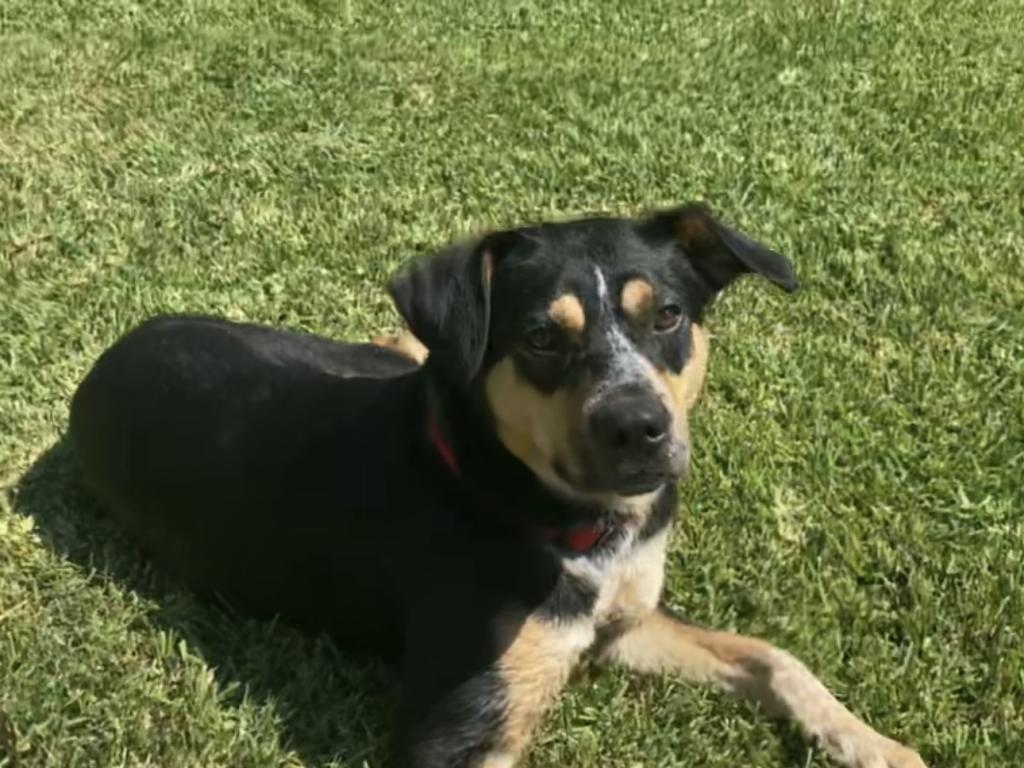 Adopted: Meet Forest!