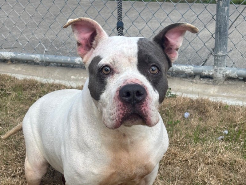 Pet of The Week: Meet&nbsp;Rutabaga!