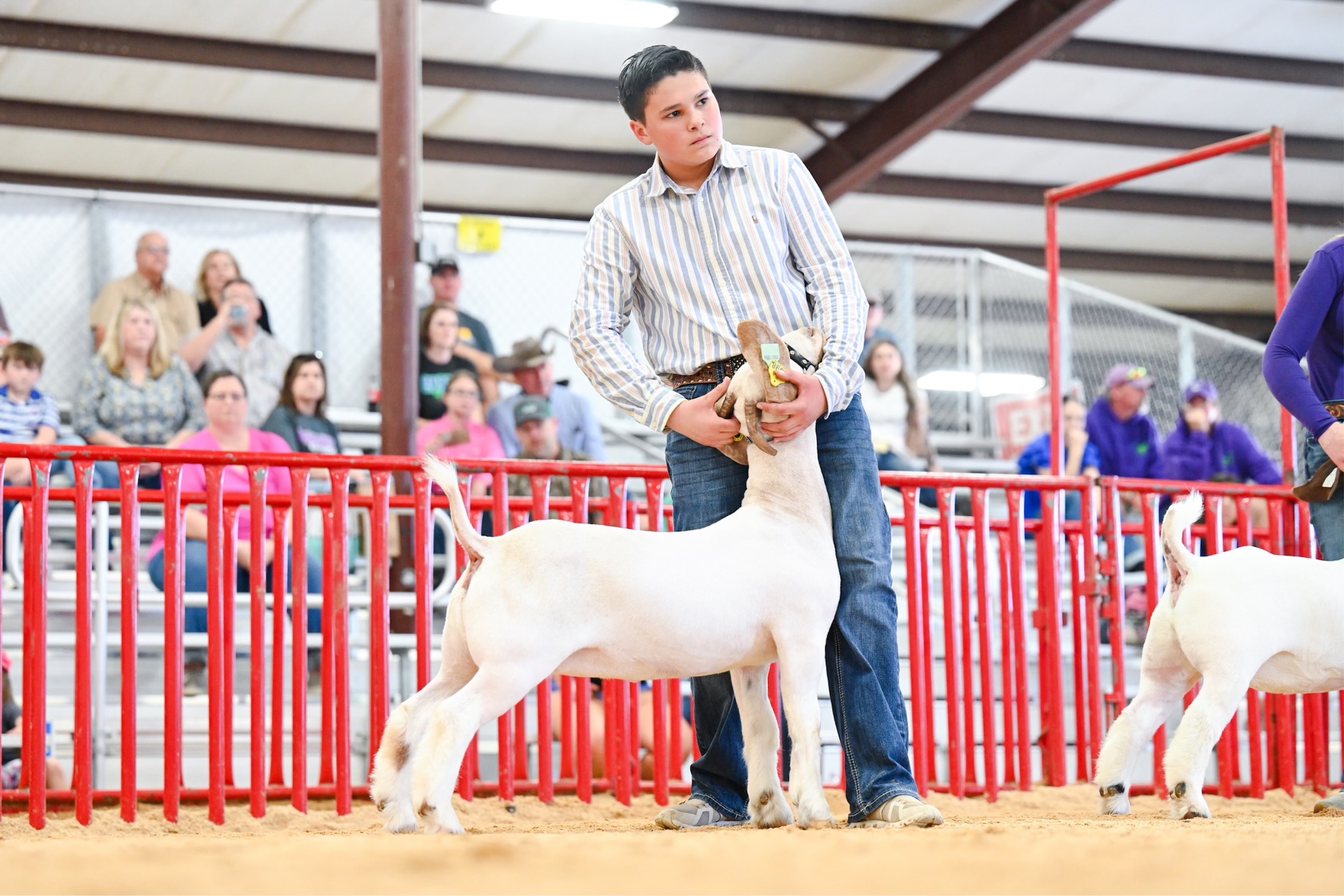 Galveston County Youth Headed to Houston Livestock Show & Rodeo
