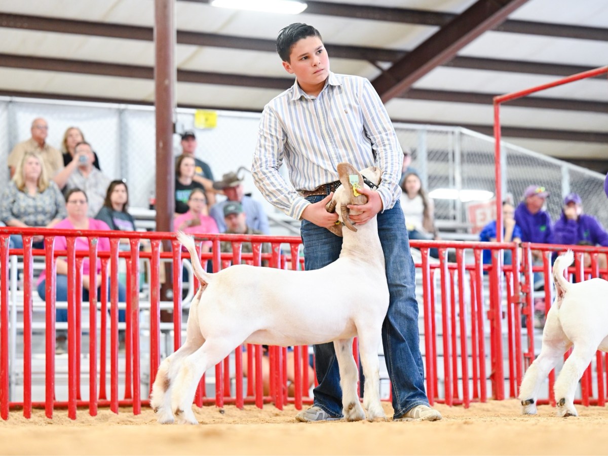 Galveston County Youth Headed to Houston Livestock Show &&nbsp;Rodeo