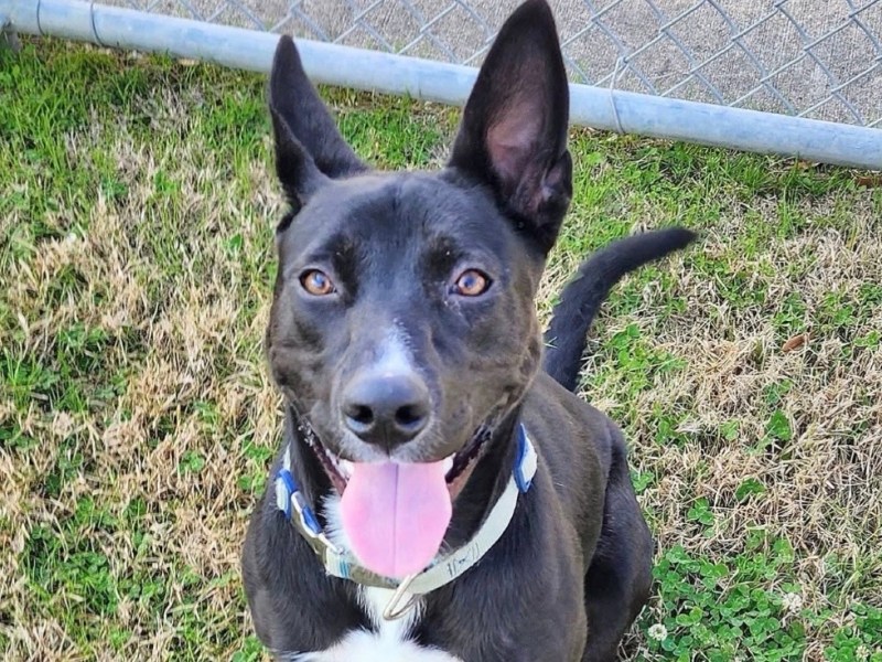 Pet of The Week: Meet&nbsp;Whitney!