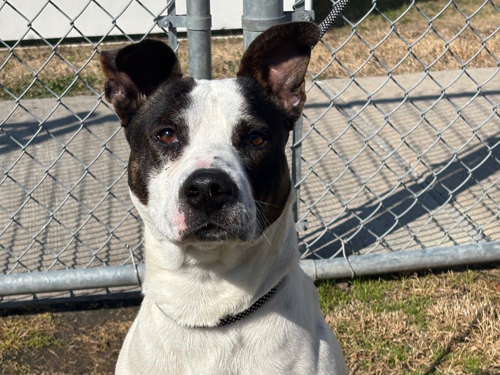 Pet of The Week: Spot!