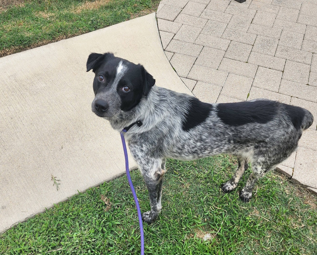 Adopted: Meet Gomez!