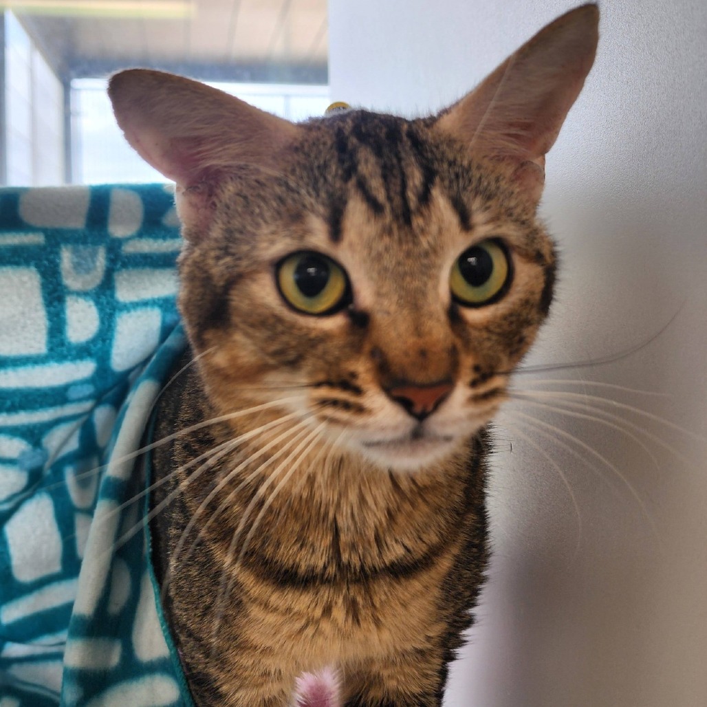 Pet of The Week: Charley!