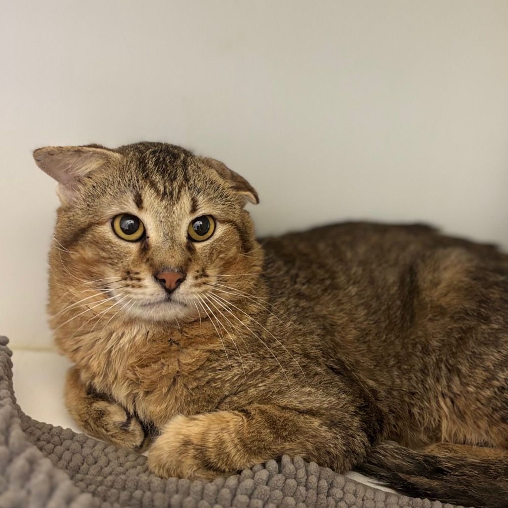 Pet of The Week: Clive!