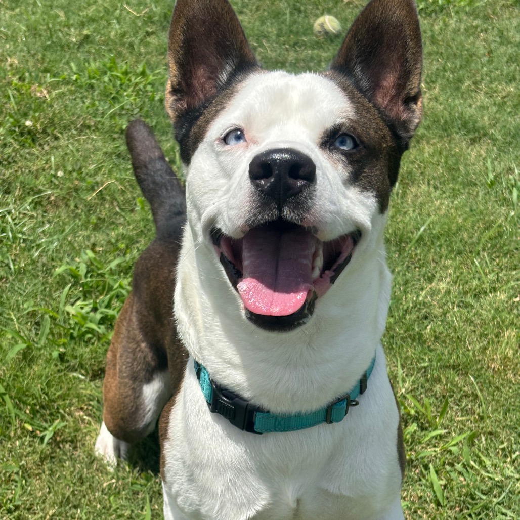 League City Animal Care earns no-kill recognition for 2025 live release rate
