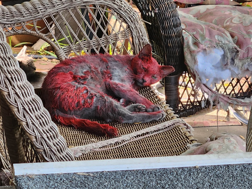 Animal Protection working to safely rescue cat seen with red dye on fur