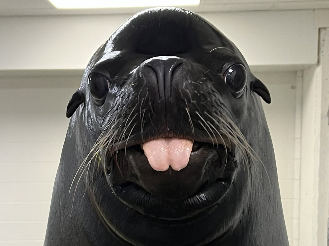 Moody Gardens Mourns Sea Lion Sam After Unexpected Death